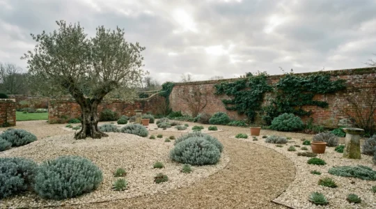 A Mediterranean-style gravel garden with lavender, olive trees and succulents adapted to wet British winter conditions, showing drainage solutions and frost-resistant planting techniques.